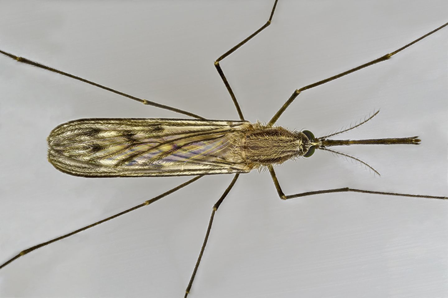 Anopheles gr. maculipennis (Culicidae), femmina